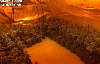 They investigate two people after intervening a marijuana plantation in Yepes