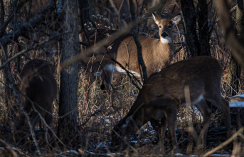Deer slaughter: Me Goldwater sues the City of Longueuil