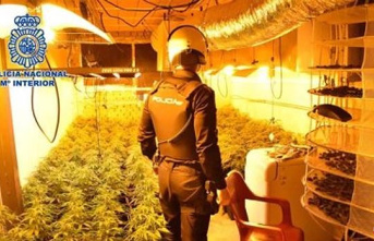 Three arrested after the intervention of 2,881 marijuana plants in various locations in Guadalajara