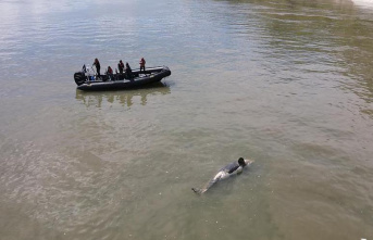 Orca in the Seine: Monday's animal death
