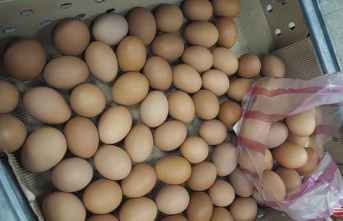 The Basque Country releases a consignment of 20 tons of pasteurized liquid egg for not presenting traces of fipronil