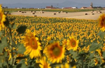 Climate change will decrease sunflower yields by 23% and wheat by 10%
