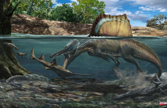 The underwater hunt could be the home for the largest carnivorous dinosaur.
