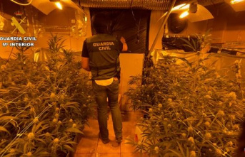 Dismantled a marijuana plantation with 364 plants and a detainee in El Cubillo de Uceda