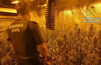 They intervene 554 marijuana plants and arrest a man in Los Navalucillos