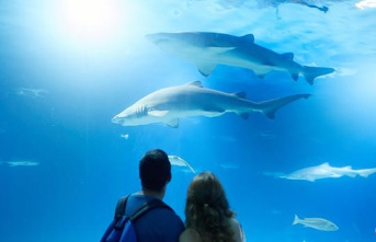 The Oceanogràfic de Valencia, among the five favorite aquariums in Spain according to Tiqets