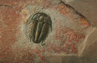 Five places to see trilobites in the United States...