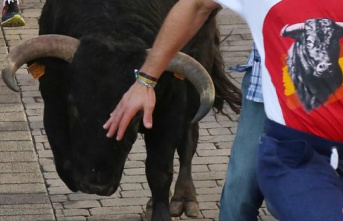 The streets of Soria will once again have a bull run...