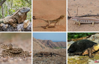 One in five reptile species are in danger of extinction...