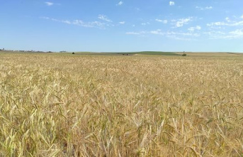 Agriculture forecasts that the cereal harvest will remain at 5.6 million tons