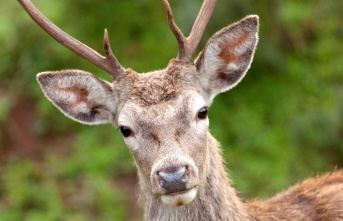 The 'Zombie Deer' disease is ravaging herds...