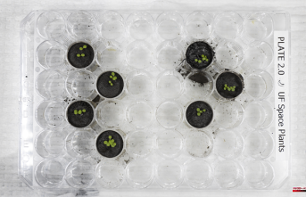 They are able to successfully grow plants in the Moon's soil
