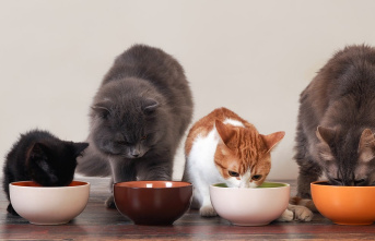 How to find the best cat food according to vets
