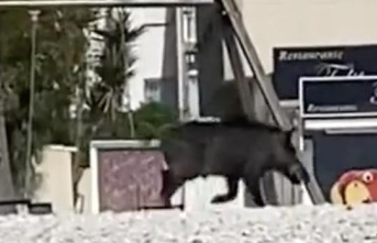 They warn of the risk of new wild boar attacks on bathers on the beaches of Valencia and Alicante