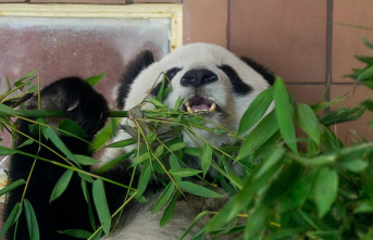 Mexico's oldest panda dies at the zoo on her 35th Birthday