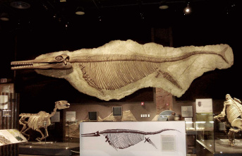 The Seas were once ruled by whale-sized marine reptiles
