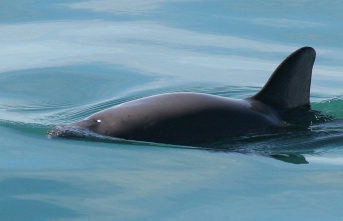 Mexican navy uses net hooks to save vaquita porpoise