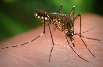 Zika Virus and Dengue Fever Make Humans Attractive...