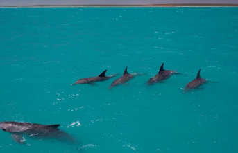 Study: Dolphins form social networks similar to humans