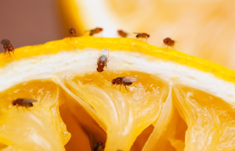 Bugs: get rid of fruit flies: effective tips and home...