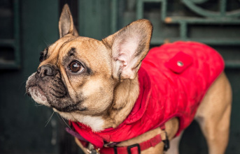Low temperatures: When is a coat for dogs useful -...
