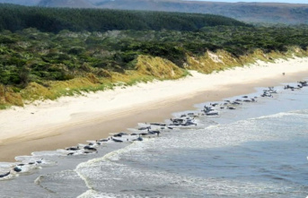 Most of the 230 pilot whales stranded in Australia...