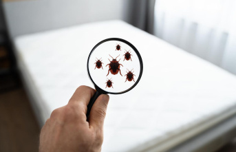 Parasites: fighting bed bugs: when is it time for...