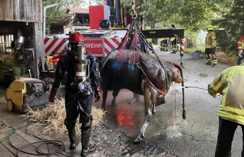 Switzerland: Cattle is rescued from Gülleloch and...