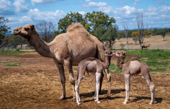 Animals: Camels in Australia: From colonial desert...