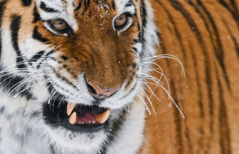 Nature conservation: Russia: the number of Amur tigers...