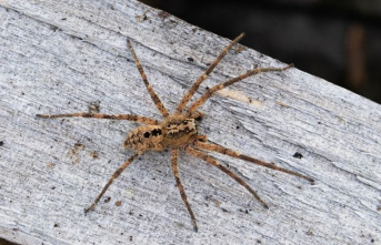 Animals: Nabu: Nosferatu spider spread almost all...