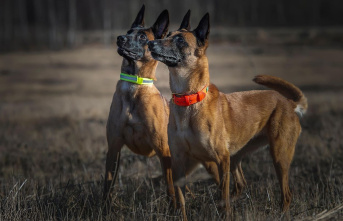 See and be seen: light collar for the dog: more safety...