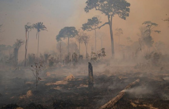 Amazon Day: WWF warns of consequences of rainforest...
