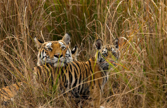 Species protection: There are more tigers again -...