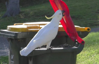 Animals: Clever Birds: Cockatoos and people fight...