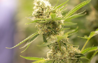 Marijuana: Criminals in Crete are growing cannabis...