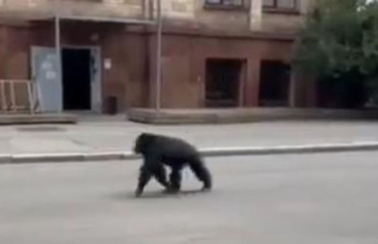 Ukraine: Chimpanzee escaped from Kharkiv zoo – so...