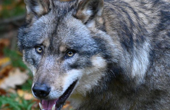 Environment: Lies suggests killing 10 percent of wolves
