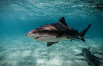 Bahamas: Tourist is attacked by shark while snorkeling...