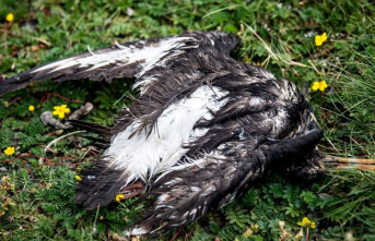 Pandemic in wild birds: bird flu in a "completely...