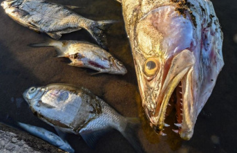 Environment: Report on fish kills on the Oder leaves...