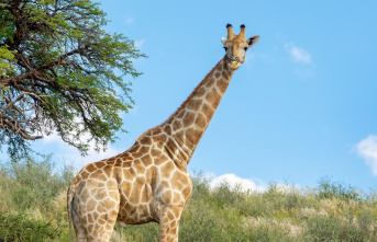 South Africa: Giraffe tramples toddler to death, mother...