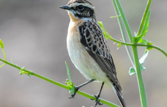 Wildlife: Whinchat is "Bird of the Year"...
