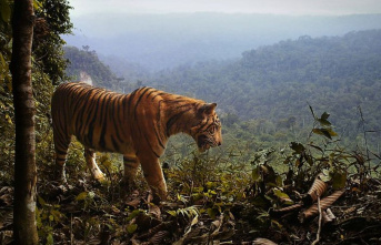 Asia: Large wild animals thrive around humans