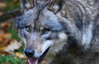 Agrarian: Peasants push for wolf-free regions under...