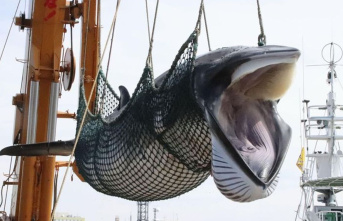 IWC Conference: Whaling Commission discusses management...