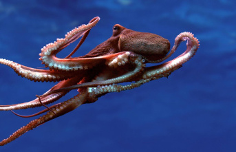 World Octopus Day: Tentacled Mastermind: Long Live...