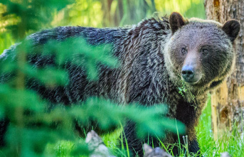 USA: Wrestlers are attacked by grizzly bear, fight...