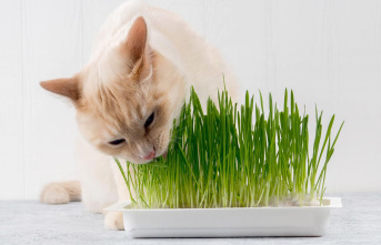 Digestive Aid: Cat Grass: What is it and what are...