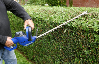 House and garden: cutting hedges in October: why pruning...